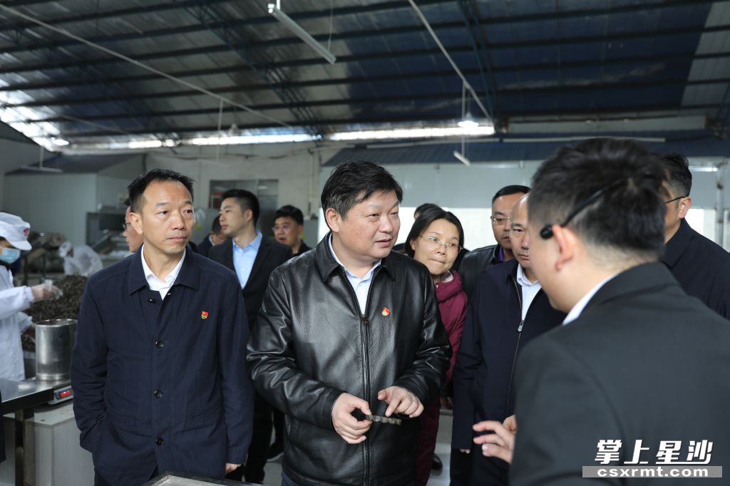 付旭明在乐鱼网页版-乐鱼（中国）官方桑植白茶洪家关工厂调研产业发展情况。.jpg